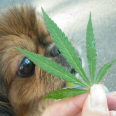 Собачка Яна, 26.02.2000