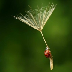 Балауса Алпысбаева, 06.09.1909, Алматы