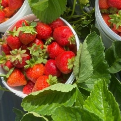 Марина Рассада Клубники Саженцы, 06.05, Набережные Челны