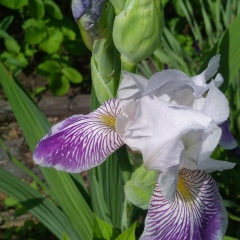 Зинаида Пономаренко, 22.01.1953, Тюмень