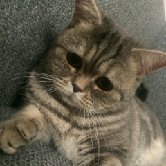 Ирина Дмитренко, 14.07.1966, Белгород