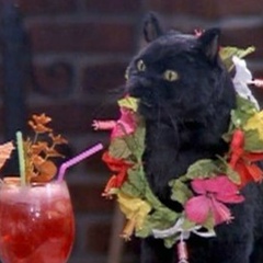 Светлана Чайка