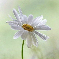 Вера Васильева, Санкт-Петербург