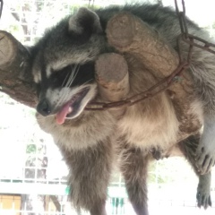 Роман Мурачёв, 22.03.1904