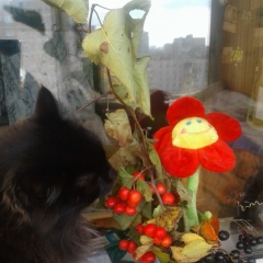 Полина Анисимова