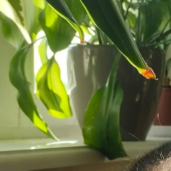 Алеся Серафимович, 18.03, Минск