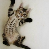 Hime Terrapin, 08.10, Кызылорда