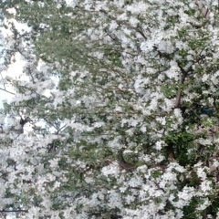 Елена Пахомова, 06.02.1975, Москва