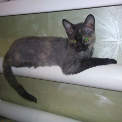 Вильдан Ардисламов, 04.09, Шаран