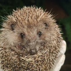 Станислав Прохоров, 20.10.1978, Санкт-Петербург