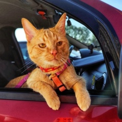 Егор Котков, 25.02.1991, Владимир