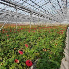 Ulmas Minnikulov, 16.01.1987, Москва