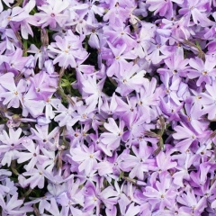 Tanya Tanya, 01.01, Донецк