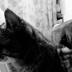 Гулим Буембаева, 04.03, Алматы