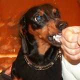 Дос Black, 19.06.1901, Seoul