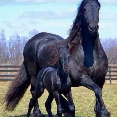 Алим Кочкаров, 25.08, Тель-Авив