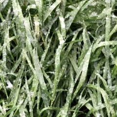 Петя Григорьев, Иркутск