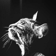 Лаура Муртаева, 15.07, Грозный