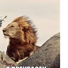 Дмитрий Львов, Санкт-Петербург