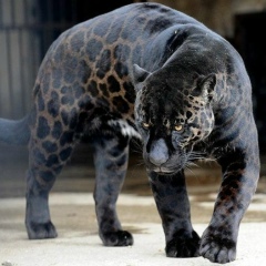 Азамат Жортекин, 25.05.1988, Астана