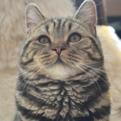 Кирилл Карновски, 02.09, Томск