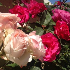 Нургуль Абдуллаева, 24.12.1990, Шымкент