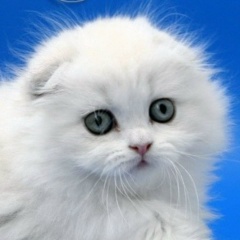 Алёна Голмова, 30.09, Москва