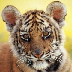 Яна Курдубова, 07.04, Санкт-Петербург