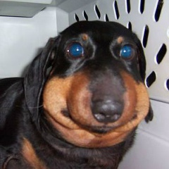 Coragem O-Cão-Covarde, 01.01.1982