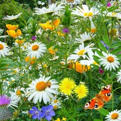 Светлана Костенко, 22.03.1963, Коробки