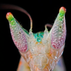 Aer Alma, 01.07.1985, Bridgetown