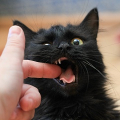 Светлана Репина, 29.12.1974, Санкт-Петербург