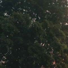 Denis Aliev, 17.07, Москва