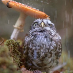 Богдан Грищенко, 13.07, Малин