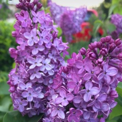 Елена Шишко, 18.12, Сургут