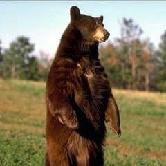 Иван Морозов, 18.12