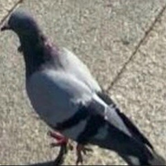 Гриша Гришин, 12.01.1992, Voghera