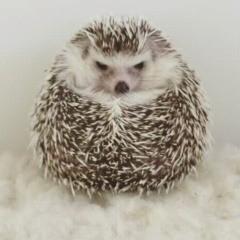 Рошан Воскресенский, 09.03.2000, Кострома