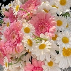 Анастасия Мун, Тараз