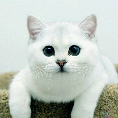 Александр Афанасьев, 17.12.1985, Губкин