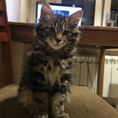 Анна Карпухина, 01.04.1986, Москва