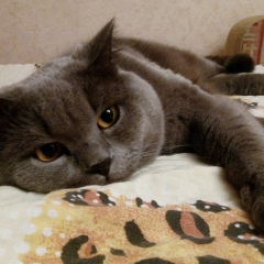Михаил Болотин, Королёв