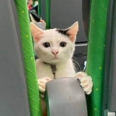 Александр Тигров, Оренбург
