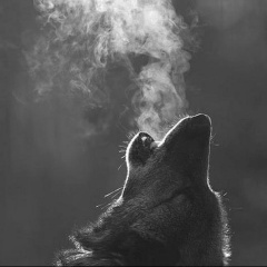 Зелим Бахаев, Грозный