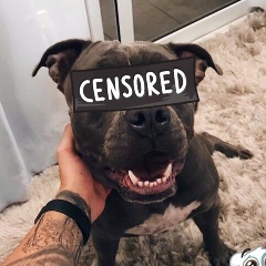 Влад Герман, Корец