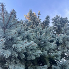 Svet Lana, Санкт-Петербург