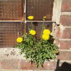 Рома Долгаймер, Москва