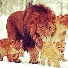 Anzor Kukaev, 31.12.1926, Ростов-на-Дону