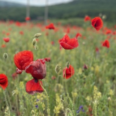 Alena Kuhol, Симферополь