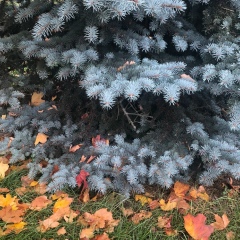 Арминэ Сукиасян